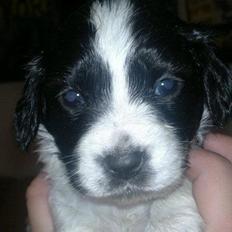 Blanding af racer Lilo