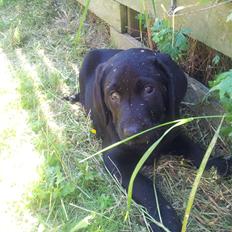 Labrador retriever basse
