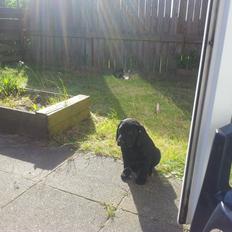 Labrador retriever basse