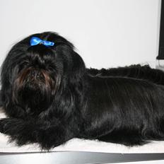 Shih tzu CHRIS KOBRA