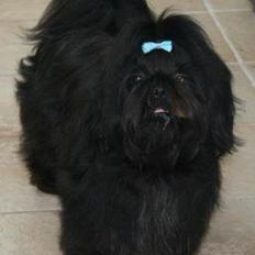 Shih tzu CHRIS KOBRA