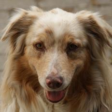 Australian shepherd Gry