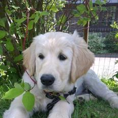 Golden retriever Tor