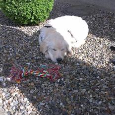 Golden retriever Tor