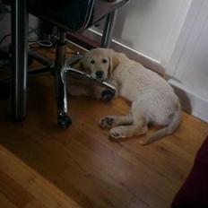 Golden retriever Tor