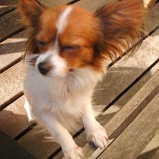 Papillon Bailey