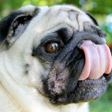 Mops Manfred