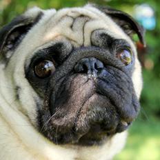 Mops Manfred