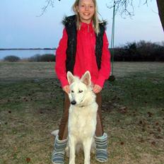 Hvid Schweizisk Hyrdehund Fnug