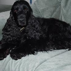 Cocker spaniel Dan-L's King's Last Prom "Snif"