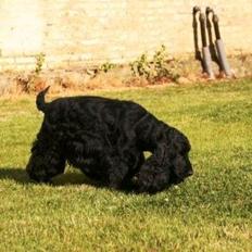 Cocker spaniel Dan-L's King's Last Prom "Snif"