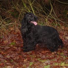 Cocker spaniel Dan-L's King's Last Prom "Snif"