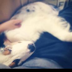 Australian shepherd Moon Rise Smokey Eyes