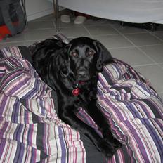 Blanding af racer sille