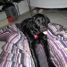 Blanding af racer sille