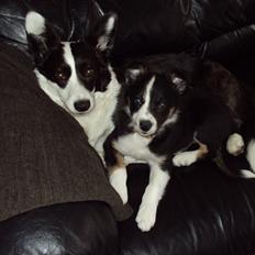 Border collie Krauholt Tzatziki (Nessie)