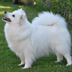 Japansk spids Rowleys Gold Dust (Ziki)