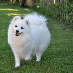 Japansk spids Rowleys Gold Dust (Ziki)