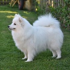 Japansk spids Rowleys Gold Dust (Ziki)