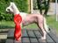 Chinese crested hårløs Silas - Silas var på udstilling i Pinsen og fik sin allerførste Excellent på en officiel udstilling. Det synes jeg var godt klaret af en kastreret hund, så jeg købte en kæmpe rosette til ham ;D