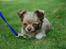 Chihuahua Valentino