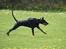 Dobermann GOF Fearless Fiona