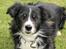 Border collie Freddy - min kloge smukke dreng juni 12