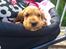 Cocker spaniel Freja