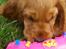 Cocker spaniel Freja