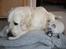 Golden retriever Balto