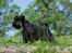 Dvaergschnauzer Sváva's Hazel - Tzefira