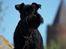 Dvaergschnauzer Sváva's Hazel - Tzefira