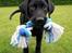 Labrador retriever Anton - Antons dejlige brune øjne, som bare smelter alles hjerter <3 
06/06-2012.