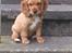 Cocker spaniel Freja