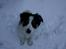 Border collie Kiwi - Det er sjovt at være ude i sneen :D