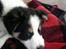 Border collie Kiwi - Sov sødt min dreng :D