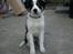 Border collie Kiwi - Selvsikker hund :P