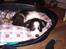 Border collie Kiwi - Kiwi lige andet kommet hjem til os :D