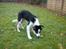 Border collie Kiwi - Vent lige.. Der lugter af noget her :)