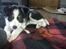 Border collie Kiwi - Kiwi's første bide ben :D