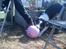 Border collie Kiwi - Kiwi elsker at lege med en fodbold :D