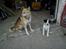 Border collie Kiwi - Molly og Kiwi holder ud kig :P