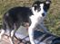 Border collie Kiwi - Kiwi på et spring brat :P