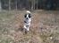 Border collie Kiwi - Kiwi i fulde fart :D