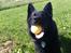 Schæferhund Nelly *AKA* Terroristen. - bold-mongol:)
6-8 måneder gammel.