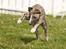 Whippet Benjamin - Mai 2012