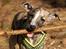 Whippet Benjamin - Juni 2012