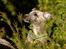 Whippet Benjamin - Juni 2012