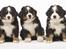 Berner sennenhund BAILEY HIMMELHUND <3 - Vores 3 hvalpe fra vores AQUA-Kuld