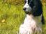 Cocker spaniel Lady